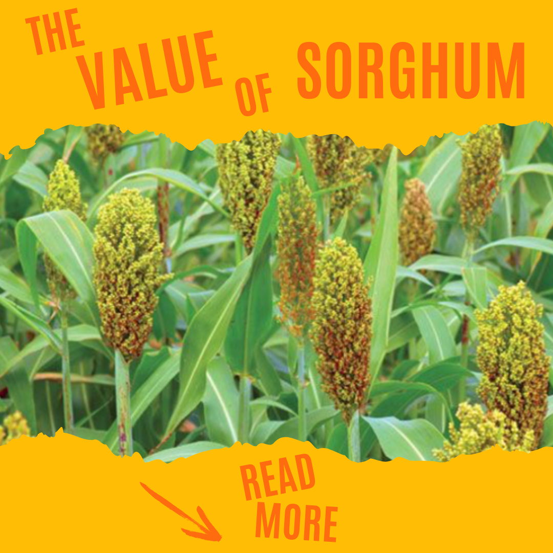 The Value of Sorghum